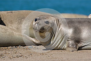 Elephant seals on beach
