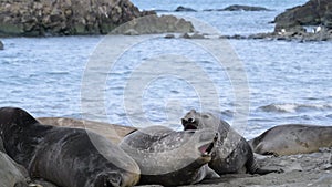 Elephant seals on the beach in Antarctica