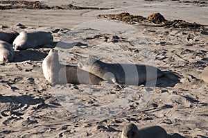 Elephant Seals on Beach in California USA