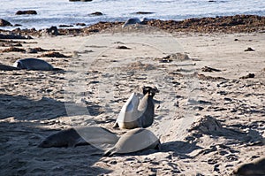 Elephant Seals on Beach in California USA