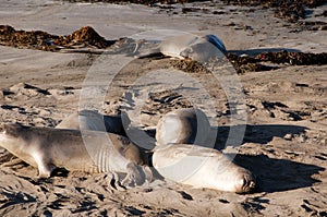 Elephant Seals on Beach in California USA