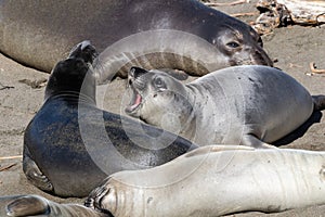 Elephant seals on the beach. One with head up, mouth open, calling.