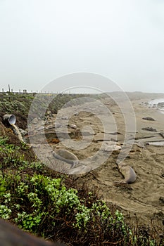 Elephant seals on the beach of San Simeon, California