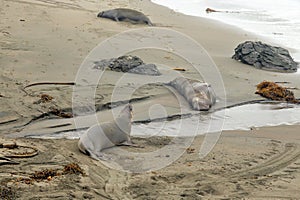 Elephant seals on the beach of San Simeon, California