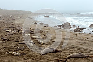 Elephant seals on the beach, San Simeon, California