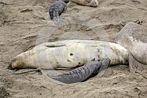 Elephant seals on the beach, San Simeon, California