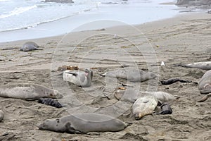 Elephant seals on the beach, San Simeon, California