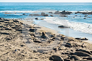 Elephant seals on the beach, San Simeon State Park, California Coast