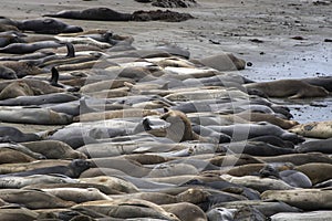 Elephant Seals on Beach Yell at Each Other