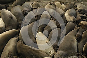 Elephant seals in California
