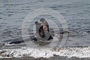 Elephant Seals on the California Coast