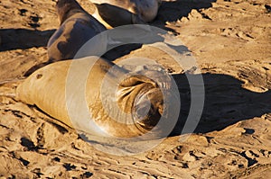 Elephant Seals on the Coastline of the Big Sur in California USA