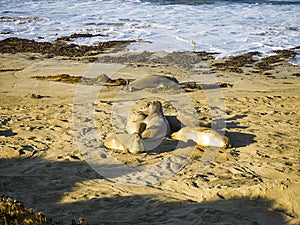 Elephant Seals on the Coastline of the Big Sur in California USA