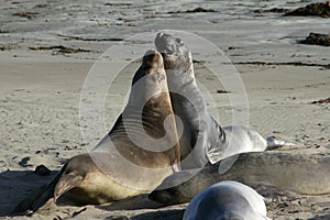 Elephant Seals Fight