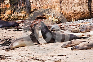 Elephant seals fighting on Ano nuevo state park beach