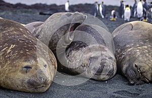 Elephant seals on Macquarie Island