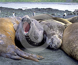 Elephant seals on Macquarie island.