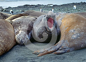 Elephant seals on Macquarie island