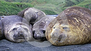 Elephant seals