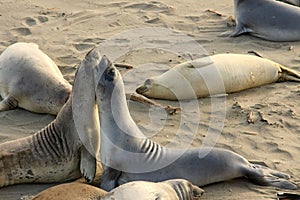 Elephant seals mating at the beach