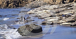 Elephant seals Mirounga on beach at San Simeon photo