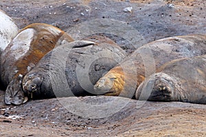 Elephant Seals, Mirounga Leonina, Antarctica