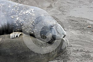 Elephant Seals, Mirounga Leonina, Antarctica