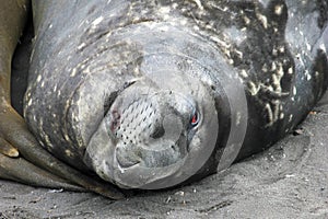 Elephant Seals, Mirounga Leonina, Antarctica