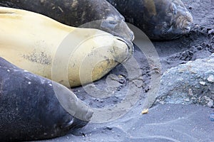 Elephant Seals, Mirounga Leonina, Antarctica