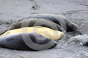 Elephant Seals, Mirounga Leonina, Antarctica