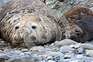 Elephant seals on Pourquoi Pas Island, Antarctica