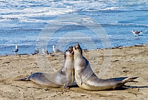 Elephant seals resting on the beach in California, USA