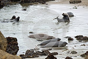 Elephant seals on a rocky beach