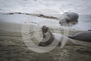 Elephant seals at a Rookery