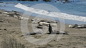 Elephant Seals Slow Motion 96fps Males Fighting Pacific Coast California San Simeon