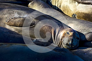 Elephant Seals soak in sun at Piedras Blanca, San Simeom Central Coast, California