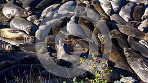 Elephant Seals soak in sun at Piedras Blanca, San Simeom Central Coast, California