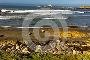 Elephant Seals soak in sun at Piedras Blanca, San Simeom Central Coast, California