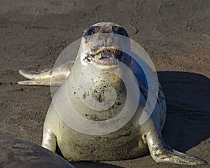 Elephant Seals soak in sun at Piedras Blanca, San Simeom Central Coast, California