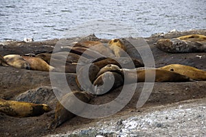 Elephant seals sunbaking on rocks