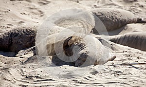 Elephant seals tossing sand during breeding season