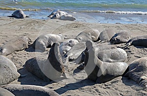 Elephant Seals at Vista Point, California.