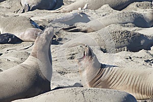 Elephant seals vocalizing on a beach