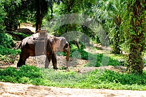 Elephant with seatmount