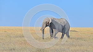 Elephant, Serengeti National Park, Tanzania, Africa