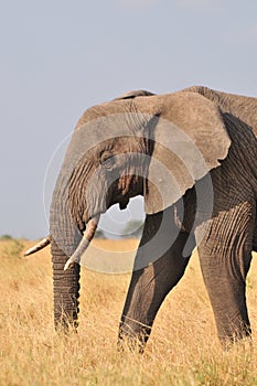 Elephant at Serengueti photo