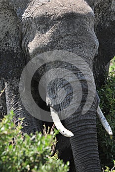 Elephant at Serengueti Tanzania photo