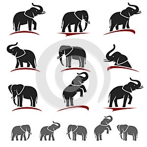 Elephant set. Vector