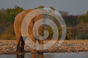 Elephant in setting sun, drinking water in Etosha National Park, Namibia