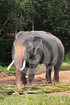 Elephant with sexual desire photo